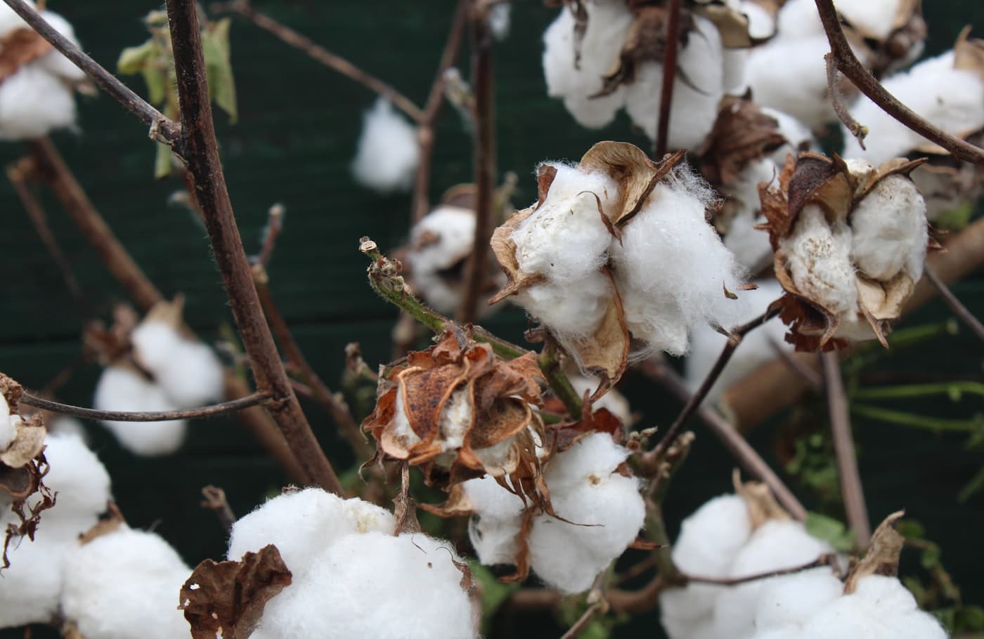 Botões de algodão em pé natural, matéria-prima do tecido